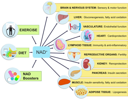 nad for detox