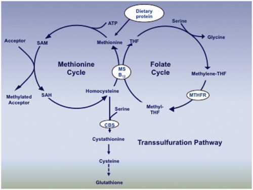 folate methionine cycle depression